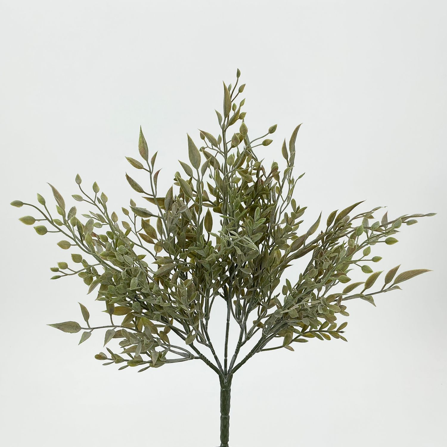 Baby Tears Bush - 13.5" - Small