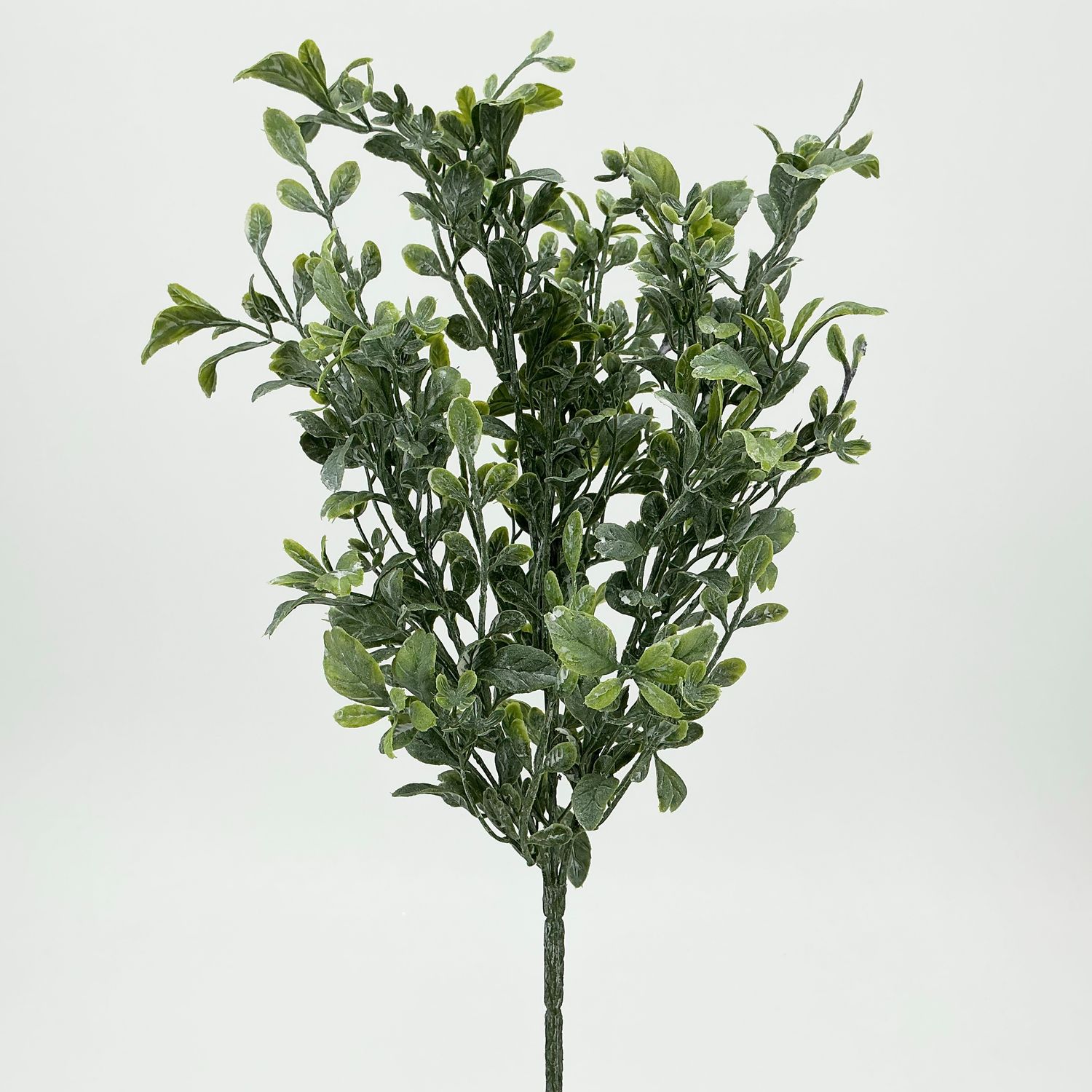 English Box Bush - 14"
