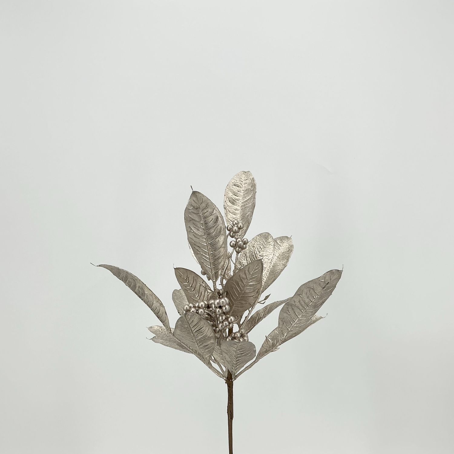 Laure Berry Bush - Champaigne