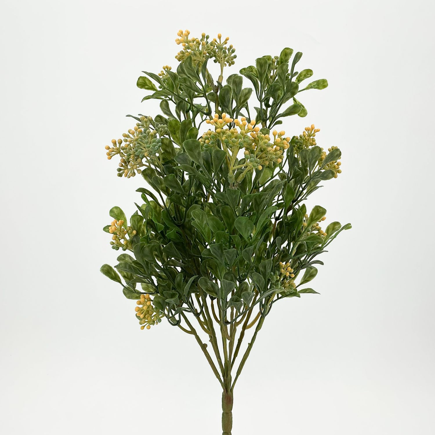 Boxwood Berry Bush X9 - Yellow Green