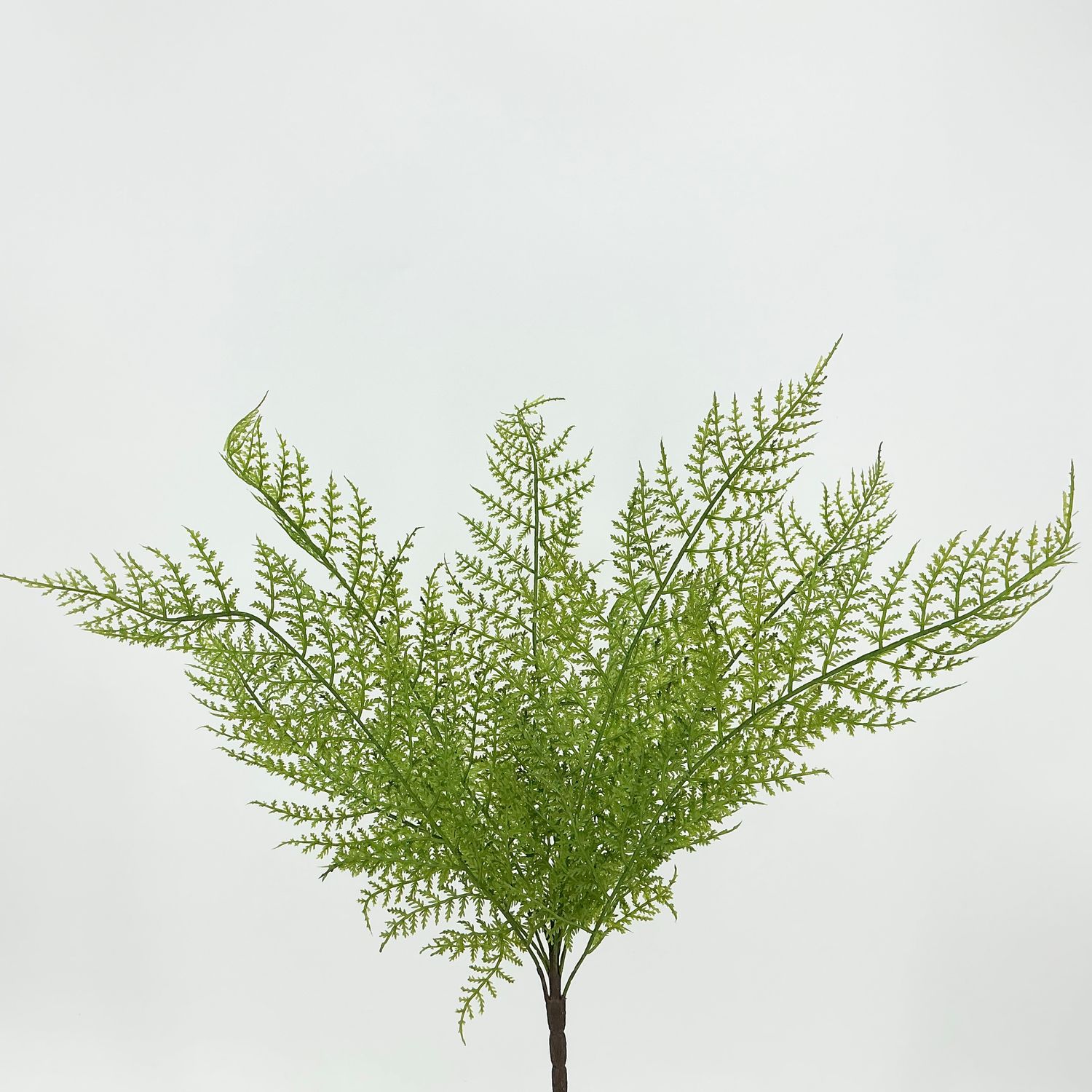 Fern Bush - Green