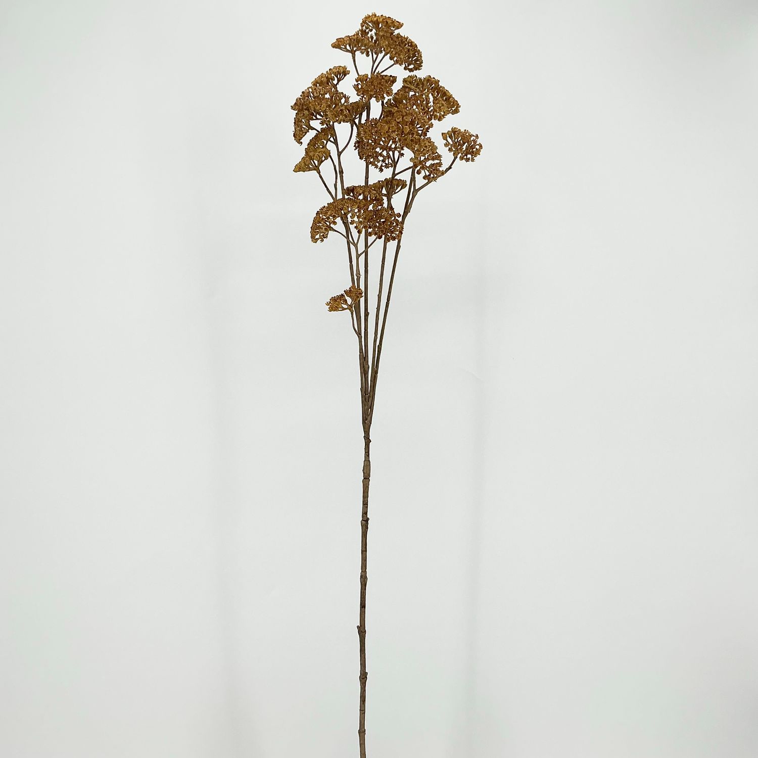 Achillea Spray - 36" - Mustard