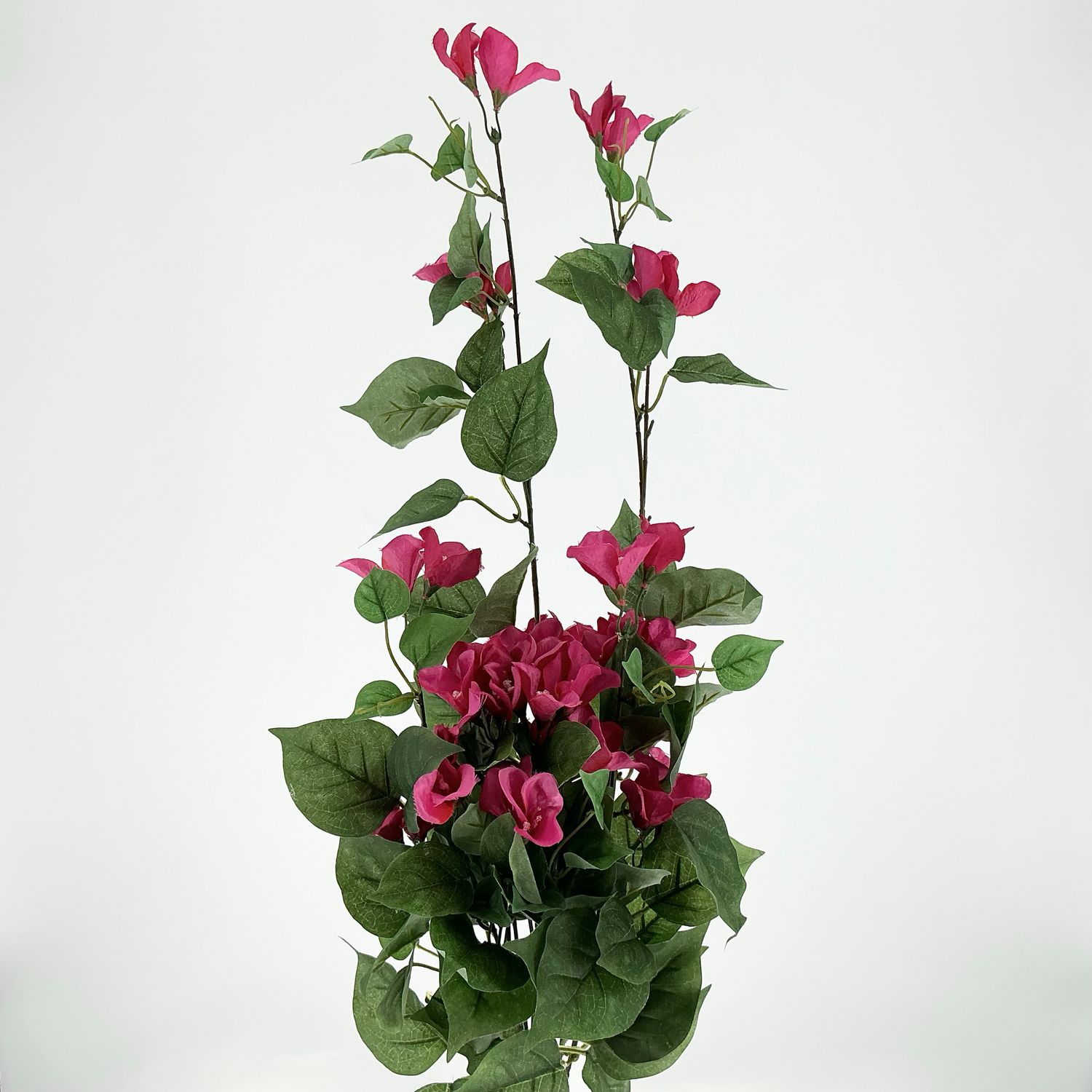 Bougainvillea Hanging Bush - 30" - Fuchsia