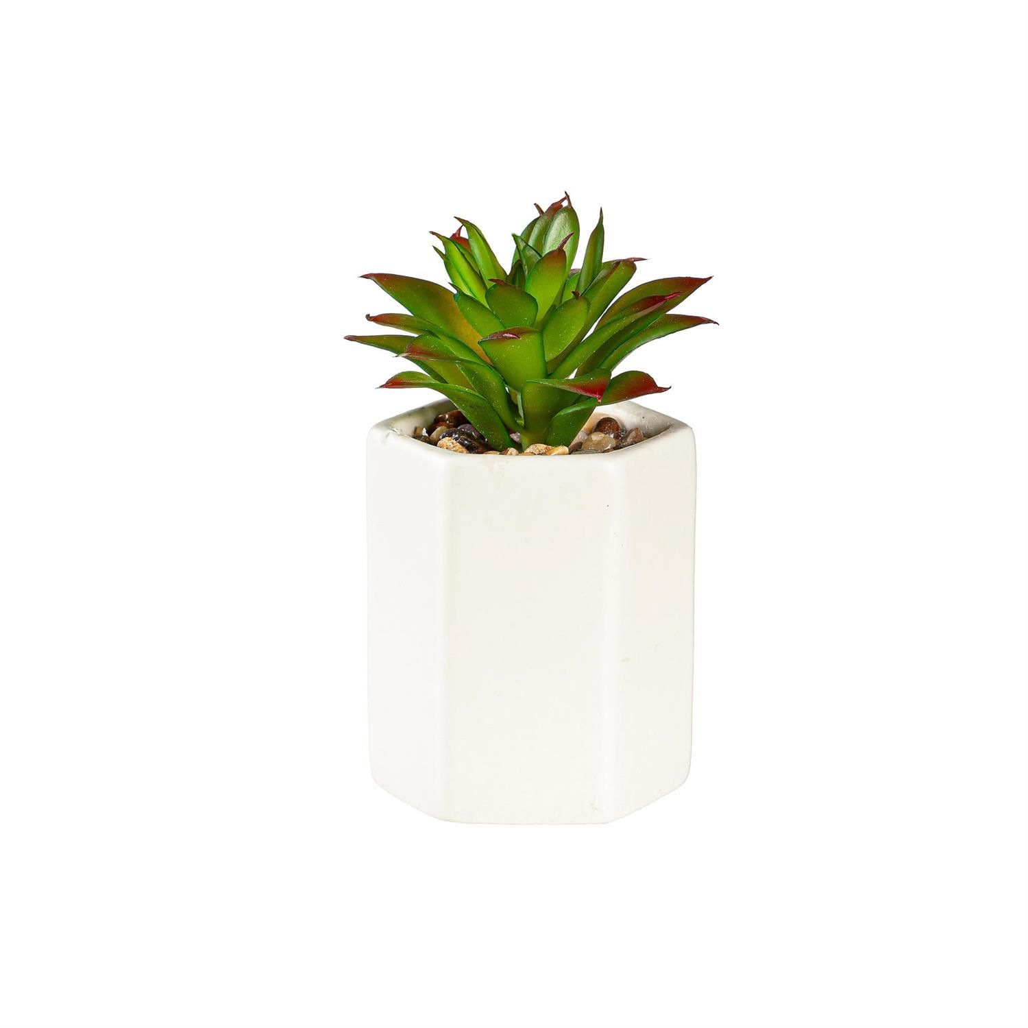 Succulent With Cream Ceramic Planter - 3 Styles - Sold Individually