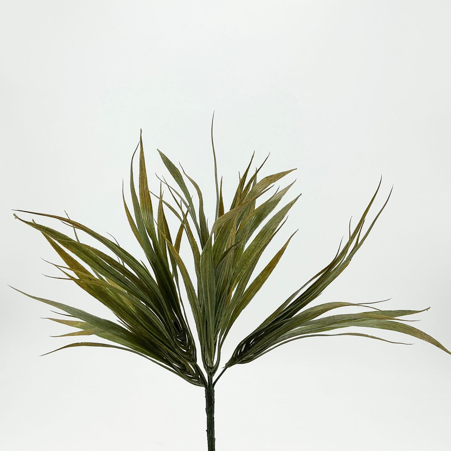 Dracena Marginata Bush - 13" X5 - 2 Styles - Sold Individually