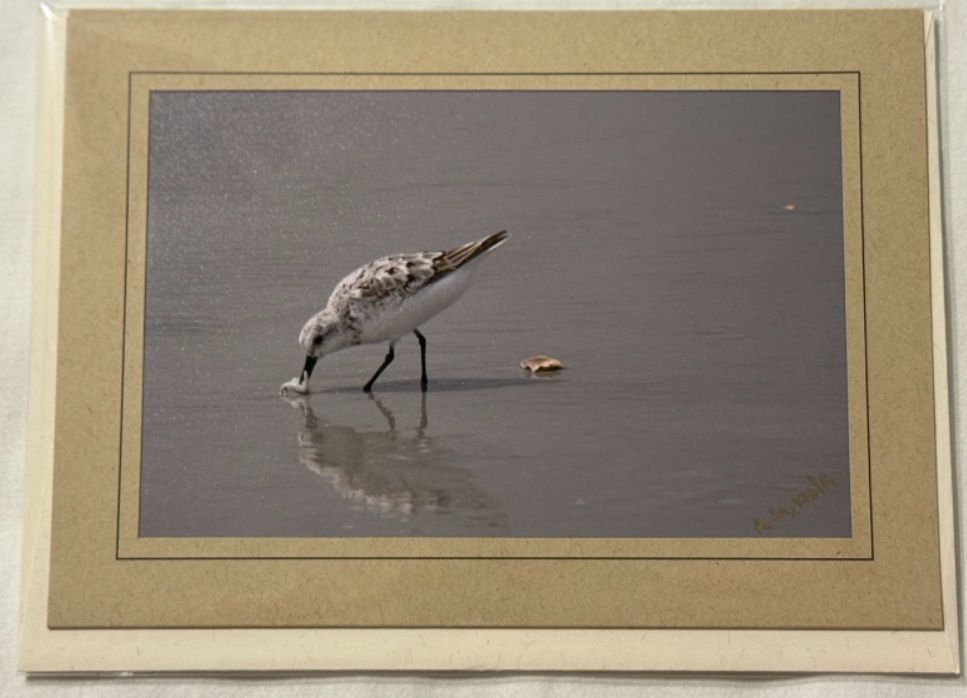 Ocean Breeze & Feathered Dreams