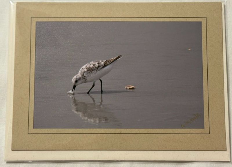Ocean Breeze & Feathered Dreams