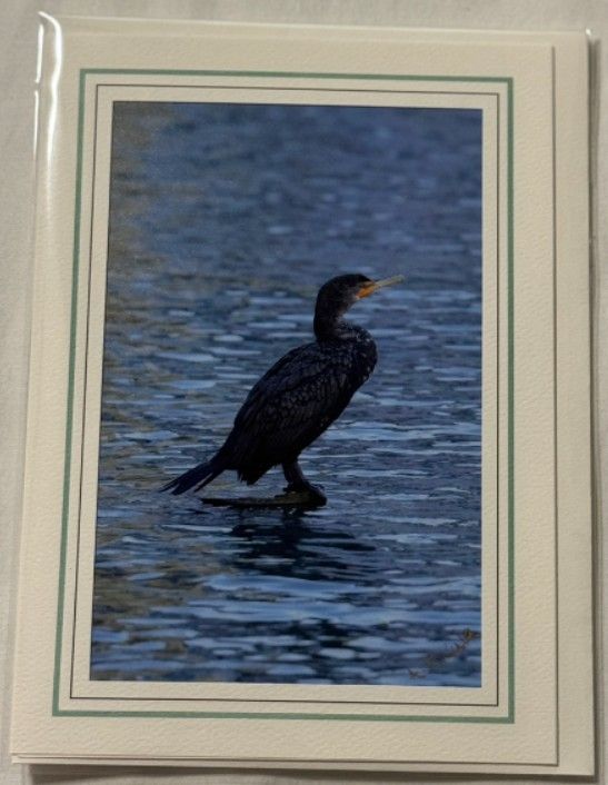 A Stroll by the Shoreline