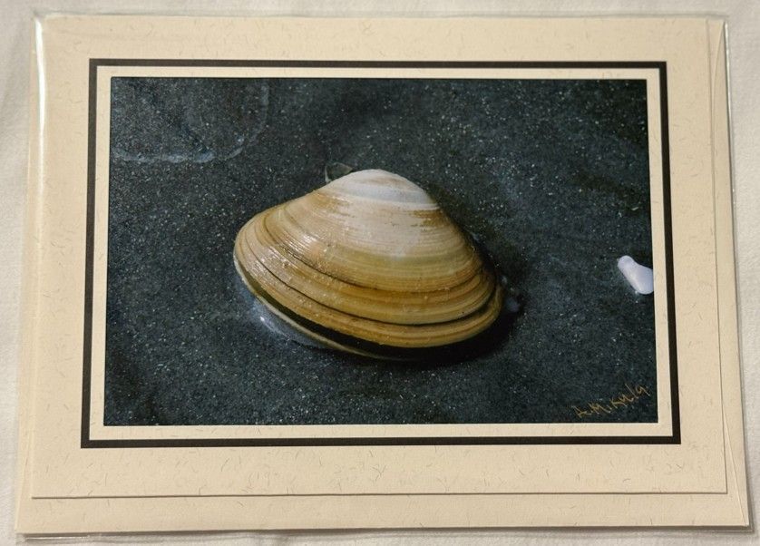 Treasures of the Tide