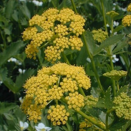 Heart-leaved Golden Alexanders (Zizia aptera)