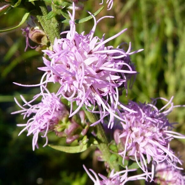 Rough Blazing Star (Liatris aspera)
