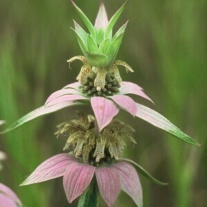 Dotted Mint (Monarda punctata)