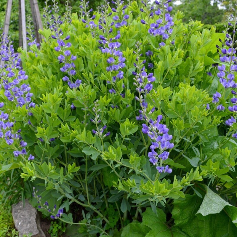 Blue Wild Indigo (Baptisia australis)
