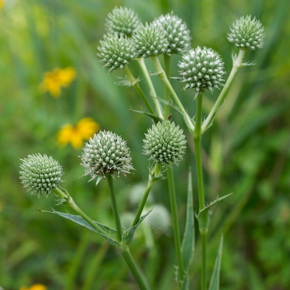 Rattlesnake Master (Eryngium Yuccifolium)