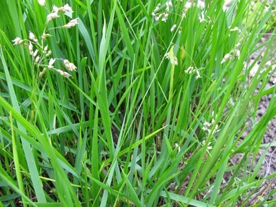 Sweet Grass (Hierochloe Odorata)