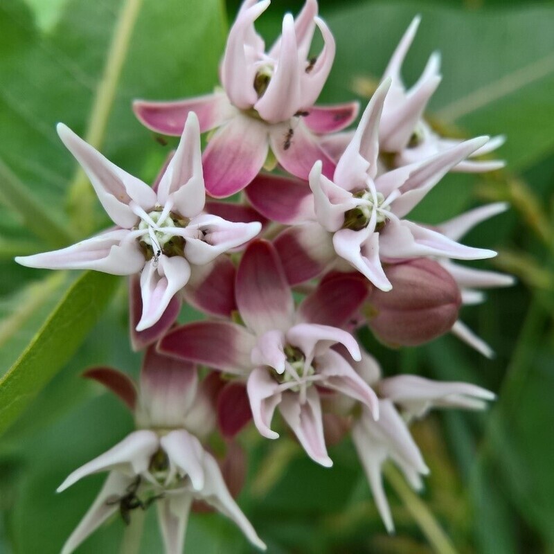​Showy Milkweed (Asclepias speciosa)