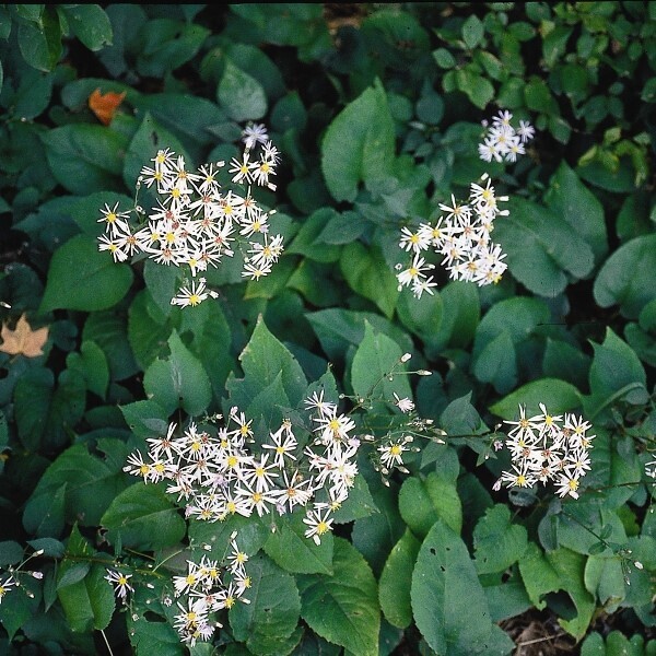 Big-Leaved Aster (Aster Macrophyllus)