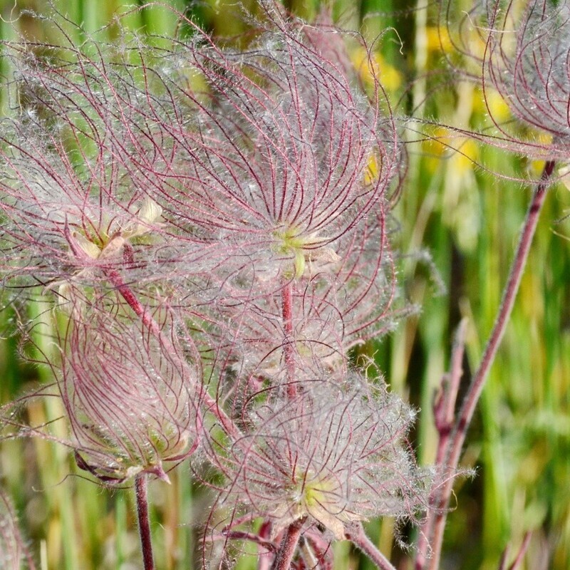 Prairie Smoke (Geum triflorum)