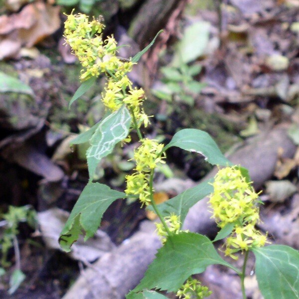 ​Zig-Zag Goldenrod (Solidago flexicaulis)