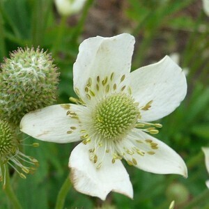 ​Tall Anemone (Anemone virginiana)