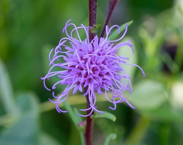 ​Meadow Blazing Star (Liatris ligulistylis)