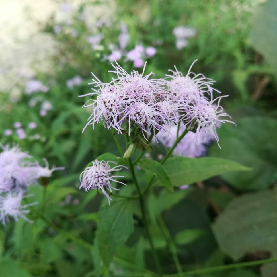 ​Mist Flower (Eupatorium coelestinum)