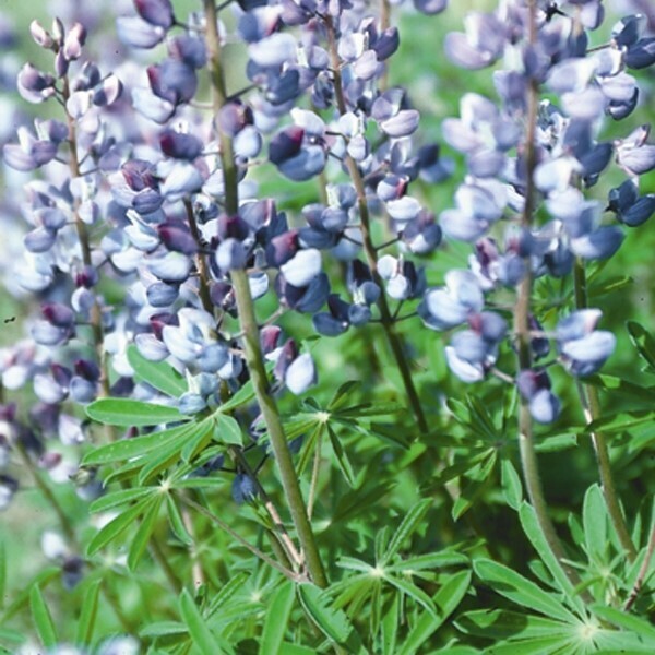 Wild Lupine (Lupinus perennis)