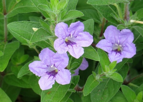 ​Wild Petunia (Ruellia humilis)