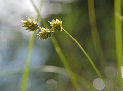 Plains Oval Sedge (Carex brevior)