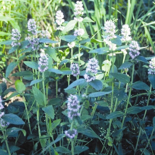 ​Hairy Wood Mint (Blephilia hirsuta)