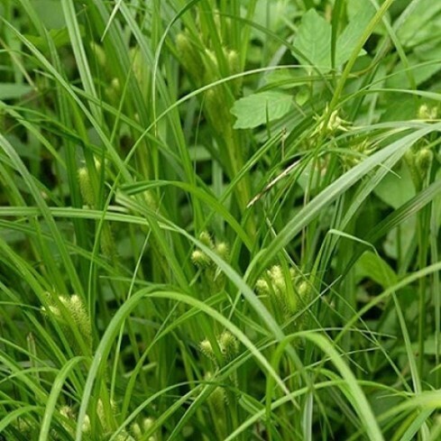 ​Frank’s Sedge (Carex Frankii)