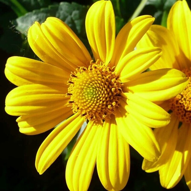 ​Pale Leave Sunflower (Helianthus Strumosus)