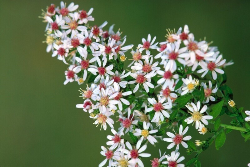 Calico Aster (Aster lateriflorus)