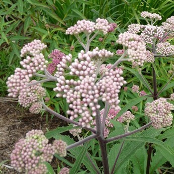 ​Spotted Joe-Pye Weed (Eupatorium Maculatum)