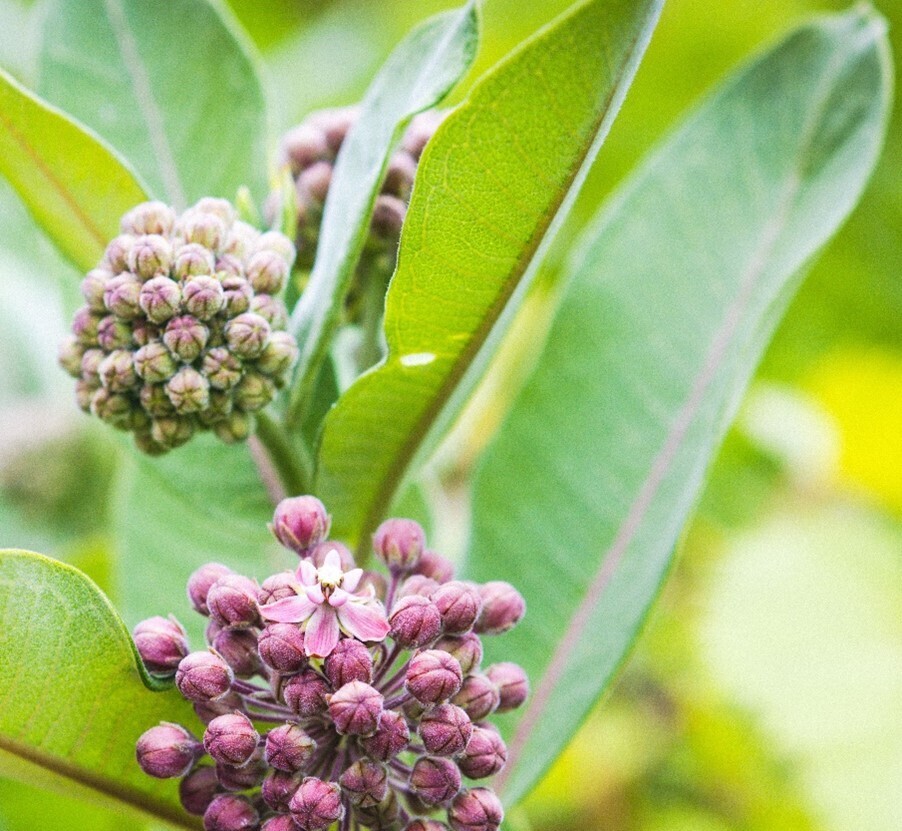 Prairie Milkweed (Ascelpias Sullivantii)