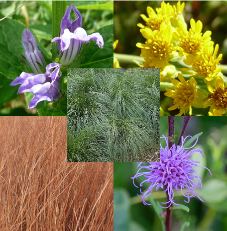 Summer Blooming Pollinator Kit, Full/Part Sun, Wet/Mesic to Dry Mesic.