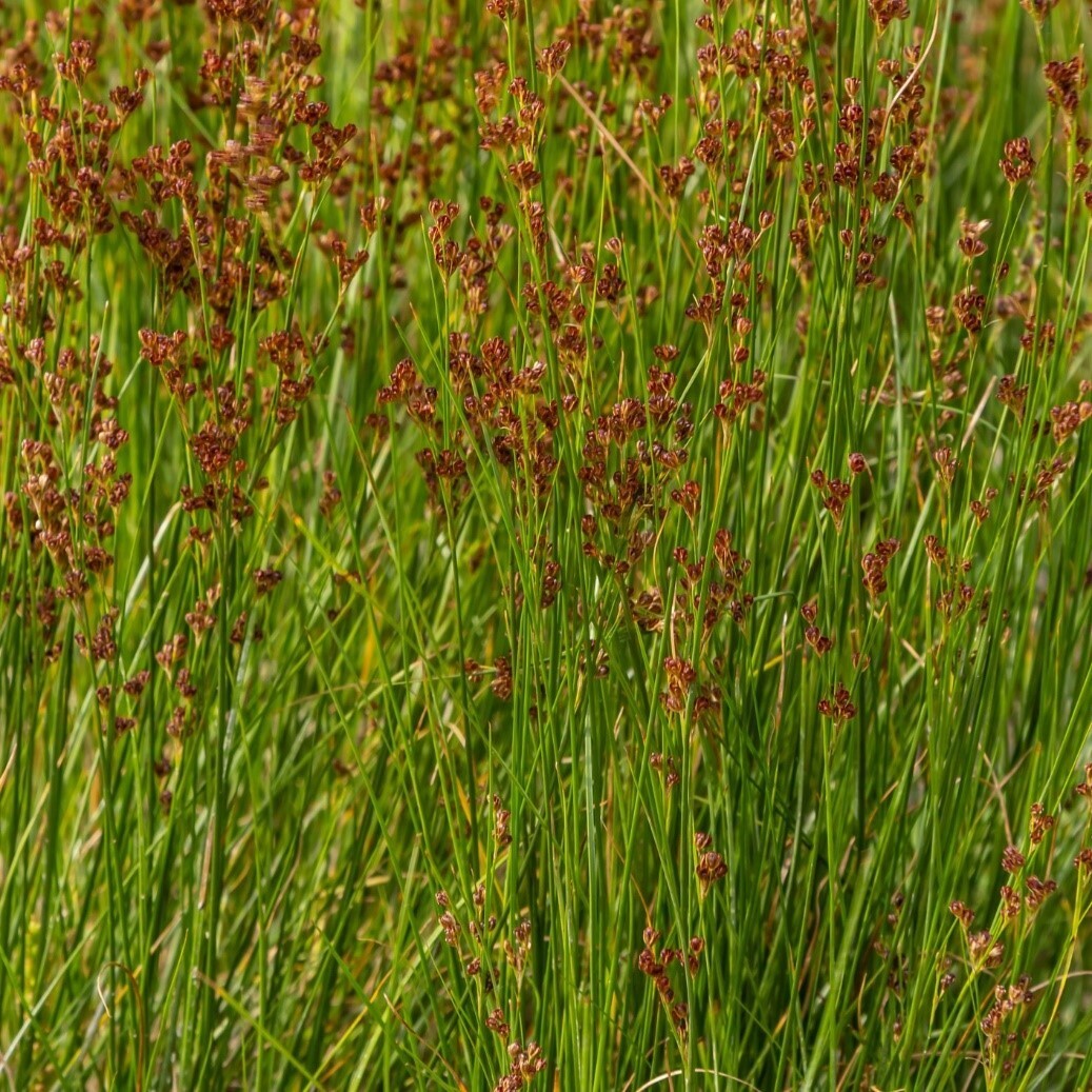 Common Rush (Juncus effusus)