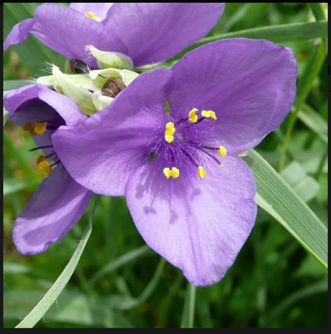 ​Spiderwort (Tradescantia ohiensis)