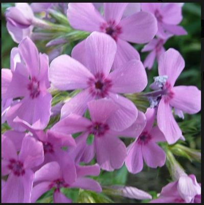 Prairie Phlox (Phlox pilosa) Prairie Phlox (Phlox pilosa)