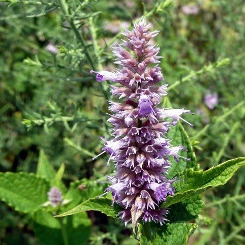 Lavender Hyssop (Agastache foeniculum)