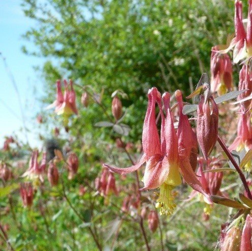 Wild Columbine (Aquilegia canadensis)