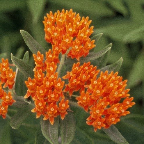 Butterfly Weed (Asclepias tuberosa)