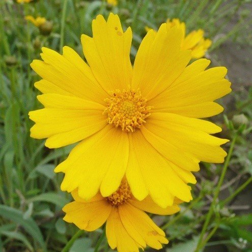 Lance-leaf (Sand) Coreopsis (Coreopsis lanceolate)