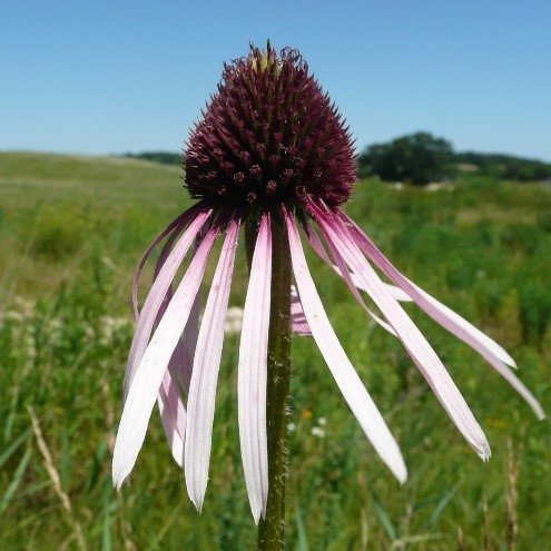 Pale Purple Coneflower (Echinacea pallida)