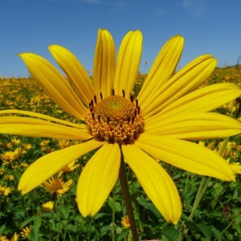 Early Sunflower (Heliopsis helianthoides)