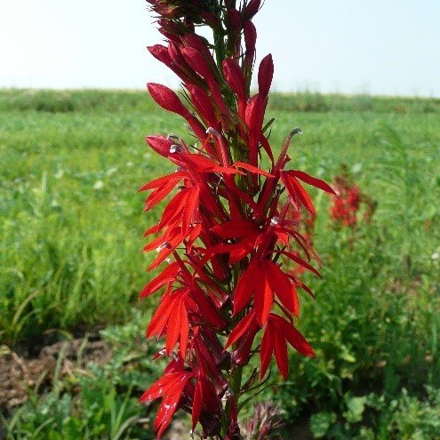 Cardinal Flower (Lobelia cardinalis)