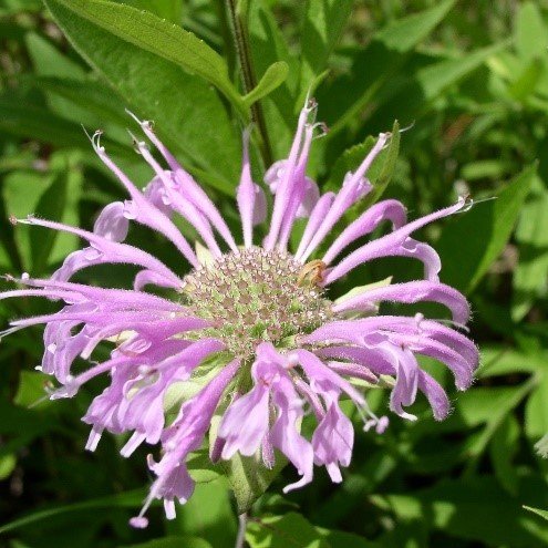 Wild Bergamot (Monarda fistulosa)