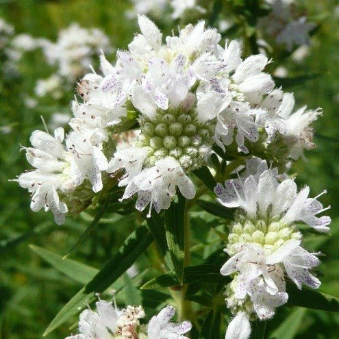 Mountain Mint (Pycnanthemum virginianum)