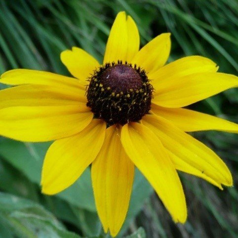Black-eyed Susan (Rudbeckia hirta)