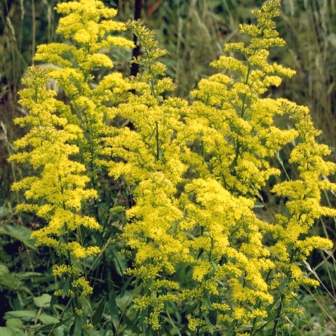 Showy Goldenrod (Solidago Speciosa)